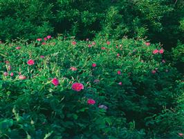 چهار فصل نطنز