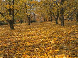 چهار فصل نطنز