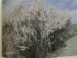 گیاهان داروئی و طب سنتی