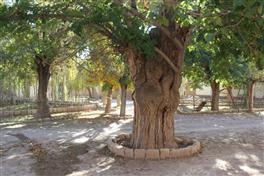 درختان کهنسال