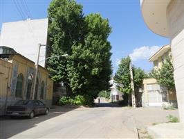 درختان کهنسال