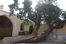 درختان کهنسال
